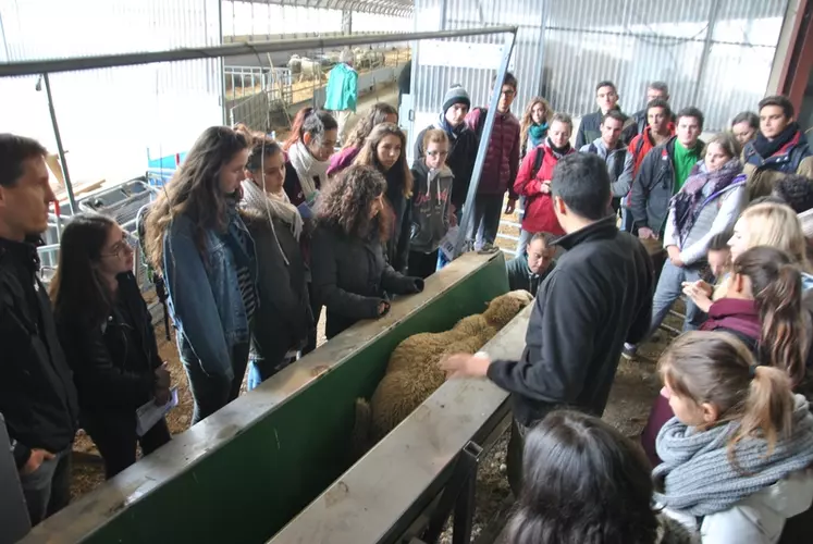 La contention des moutons, à la main ou avec des équipements, a été montré aux élèves attentifs.  © S. Béhéty