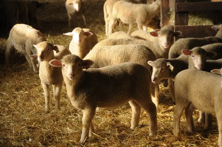 85% des agneaux de l’exploitation sont labellisés. © M.-A. Batut