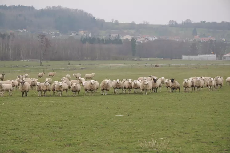 L’élevage ovin du Grand Est a su trouver sa place dans les nouvelles instances régionales. © A. Villette