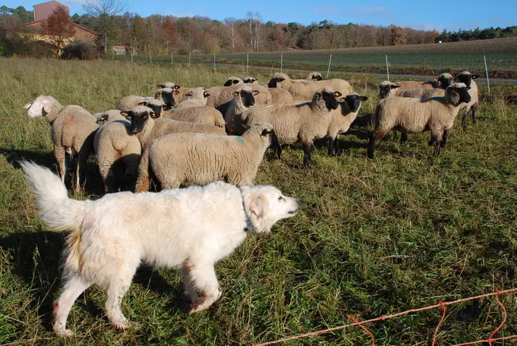 De plus en plus d'éleveurs misent sur les chiens pour protéger leur troupeau. © C. Reibel