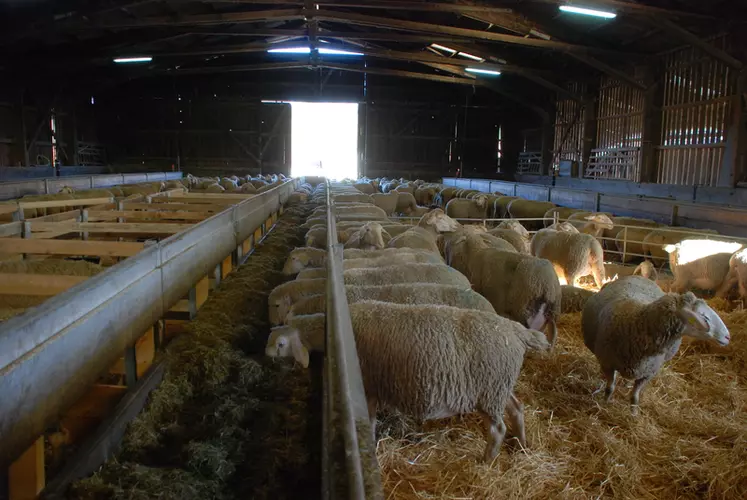 Aide aux petits investissements en élevage ovin/caprin