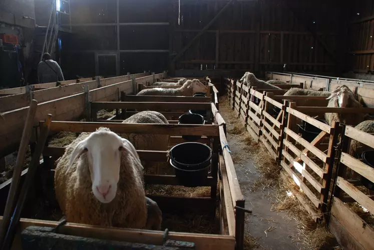 Mères et agneaux ont droit à des cases individuelles. © C.Reibel