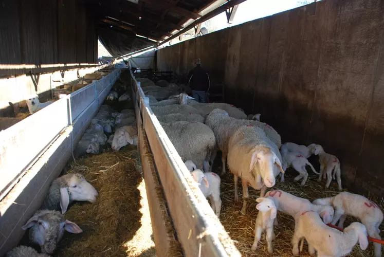 Les éleveurs surveillent les agnelages. Il y en a de dix à quinze par jour. © C. Reibel