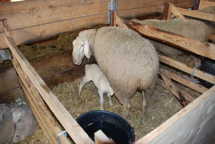 Mères et agneaux ont droit à des cases individuelles © C. Reibel