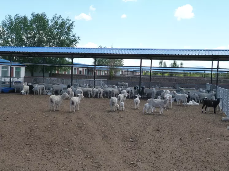 Le centre génétique ovin accueille 1 500 brebis et 1 500 béliers. © J. Dutheil