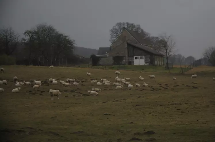 Le terrain Wallon est adapté à l'élevage ovin même si ce dernier est peu présent.  © M.-A. Batut