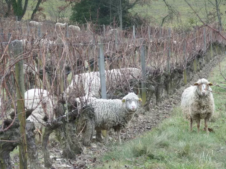 Les brebis pourraient peut-être se développer dans les vignes, comme ici dans le domaine Peylong à Suze. © A. Tournier