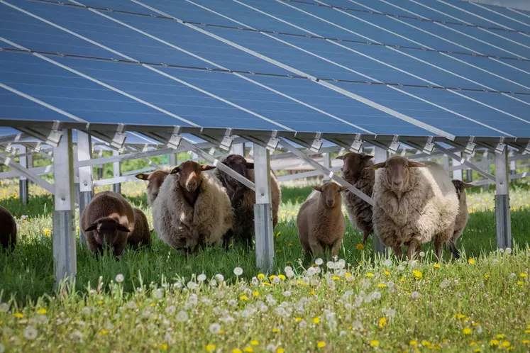 L’élevage ovin profite de l’herbe, des clôtures et des abris constitués par les panneaux photovoltaïques. © Hykoe - Fotolia