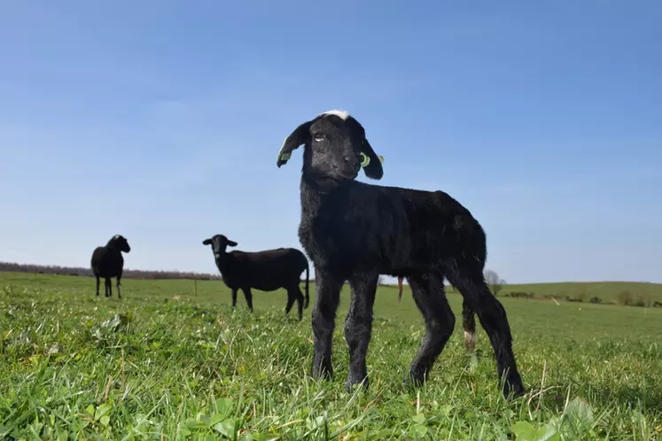 Vigoureux à la naissance, les agneaux noirs suivent leur mère rapidement. © D.Hardy