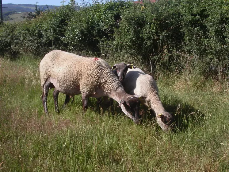 Très maternelles, les brebis rustiques agnellent facilement et s'occupent de leurs agneaux. © ROM Selection