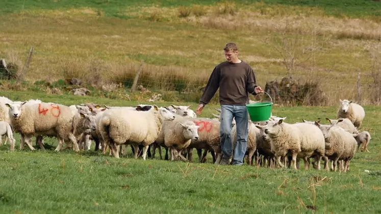 Benoit Daudon apprécie de mettre les agneaux au monde et de les voir grandir jusqu’à la vente. © P. Sandrin