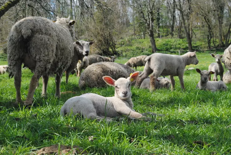 L’objectif est de se rapprocher du coût de cinq euros par agneau pour connaitre le père d’un agneau. © Ciirpo