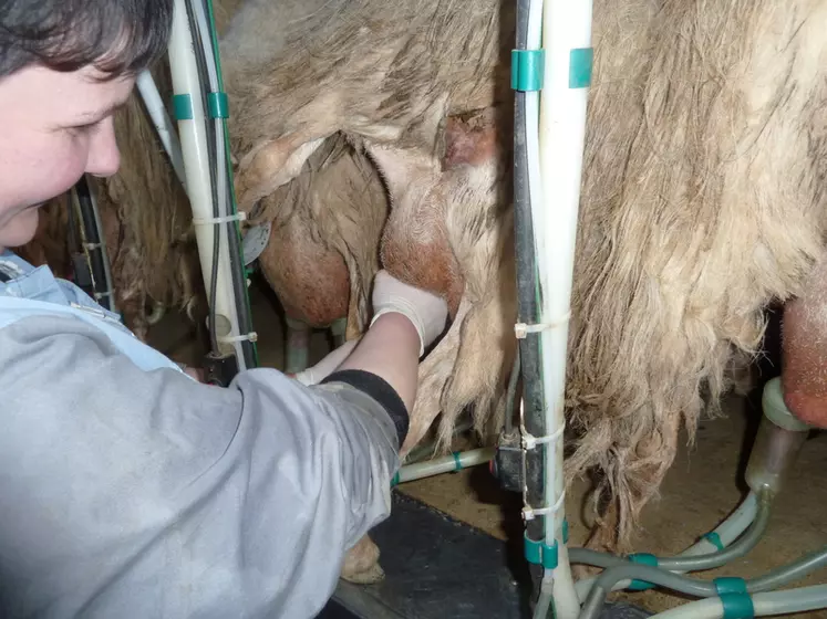 Le massage bref et doux des mamelles peut favoriser la vidange du lait résiduel mais il faut éviter les entrées d'air. © L. Lucu