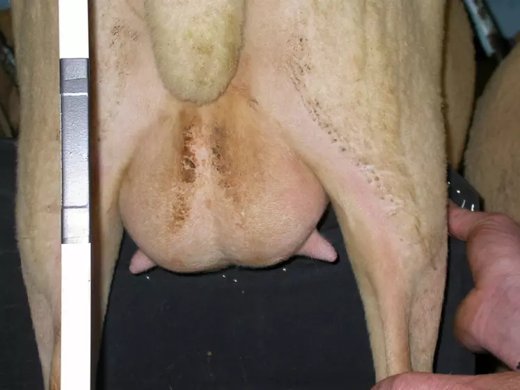 METTRE LES DEUX PHOTOS COTE A COTELes brebis avec un bon index cellule (à gauche) avaient plutôt des mamelles plus hautes et des trayons plus courts et moins courbés que celle avec un mauvais index (à droite). © C. Allain