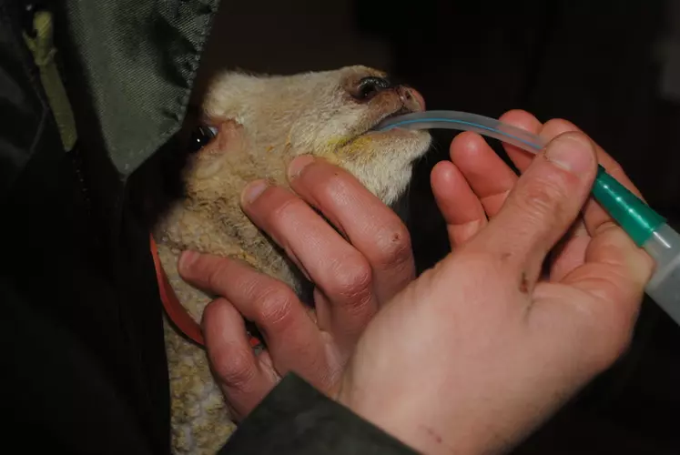 L’agneau creux, mais ni froid ni déshydraté, sera sauvé par une bonne prise de colostrum, si nécessaire administré avec une sonde. © Ciirpo