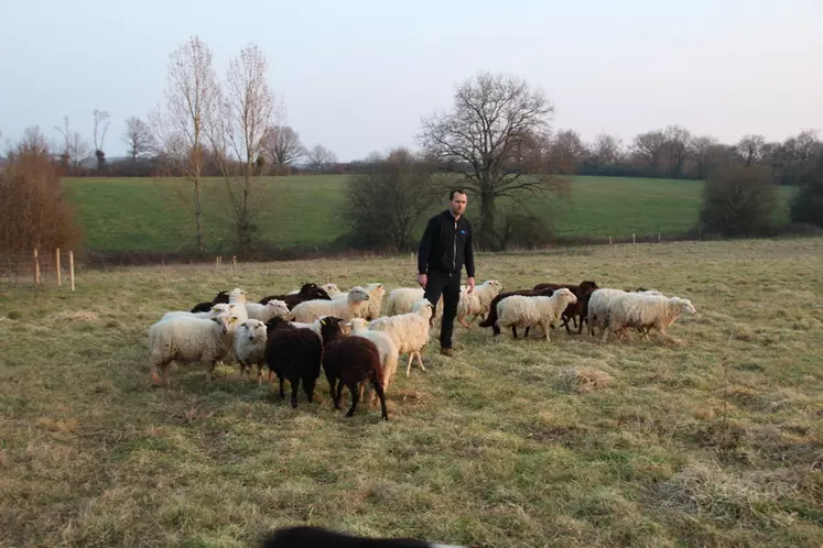 Vincent Cerclier réparti ses brebis en deux troupeaux : un destiné à la viande et l'autre à l'éco-pâturage. © DR