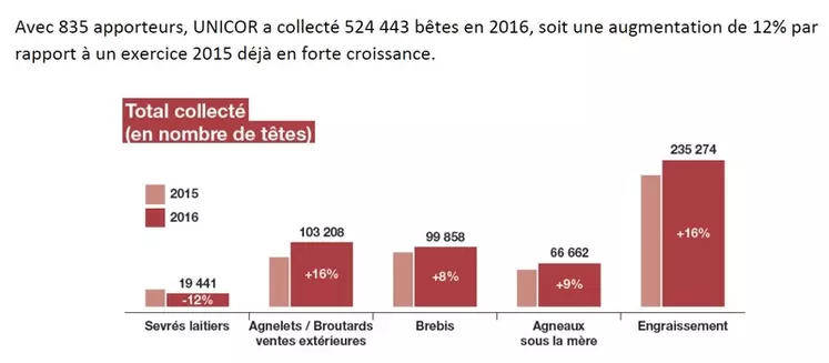 En 2016, Unicor a collecté 524 000 ovins auprès de ses 835 apporteurs,(1)(1) soit une augmentation de 12 % par rapport à 2015, exercice déjà en forte croissance. © Source : Unicor
