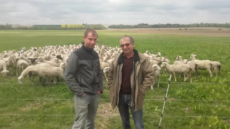 Maxime et François-Xavier Taupin : "« 140 hectares de couverts sont pâturés par les brebis ». © Ciirpo