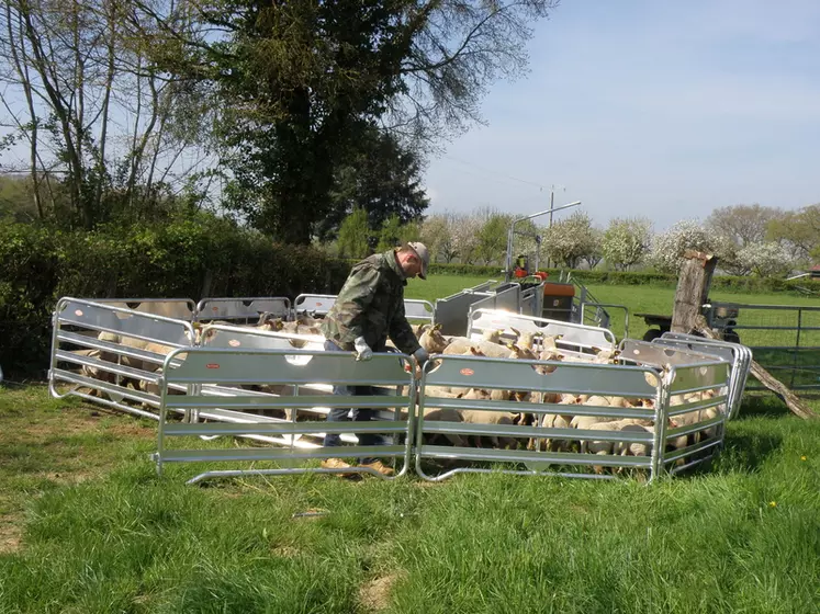 OPTIONBrebis et agneaux, sont parqués dans un petit parc de barrières en aluminium afin de les encourager à s’engager dans la rampe d’accès au Combi Clamp. © J.-F. Rivière