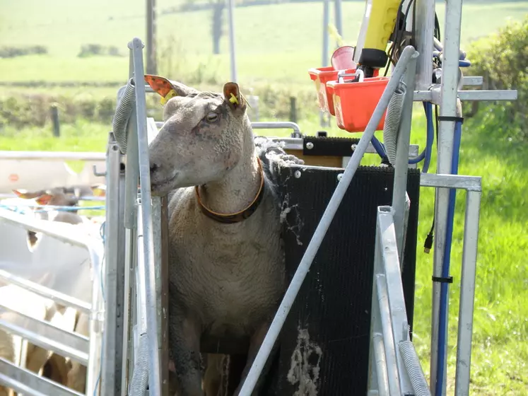 OPTIONDepuis l’avant du Combi Trailer, une brebis pincée entre les parois souples du Combi Clamp. © J.-F. Rivière