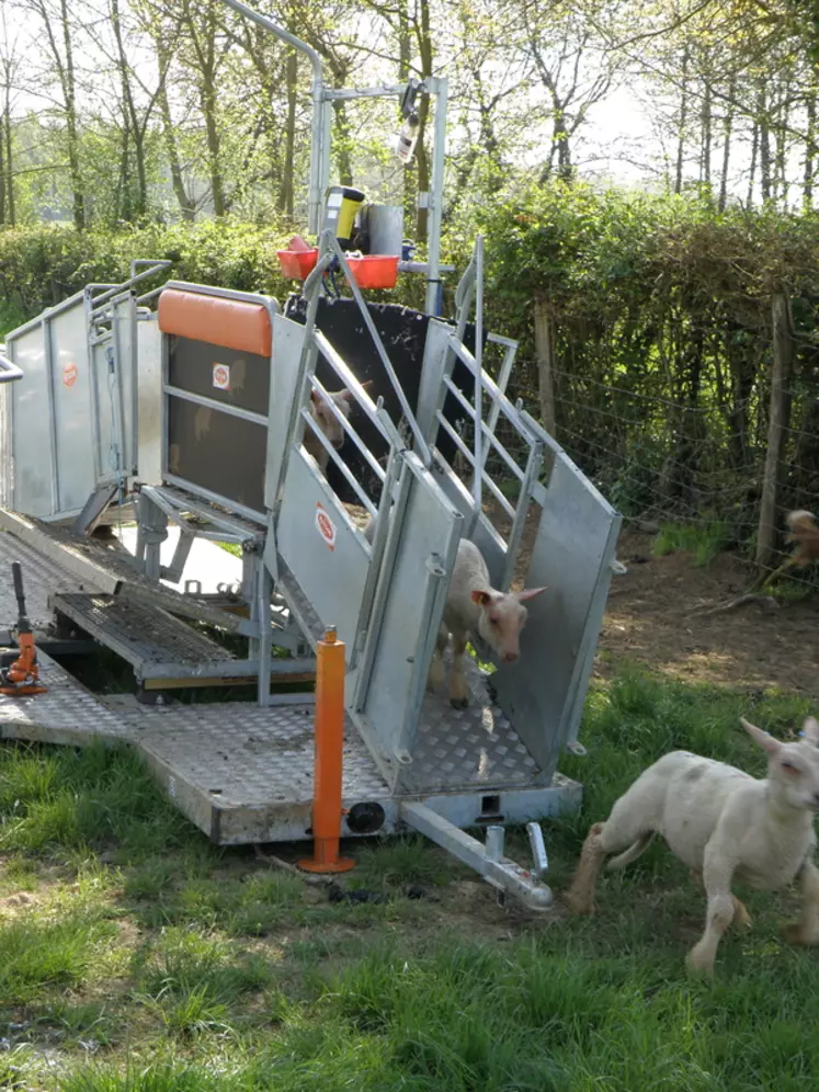 OPTIONDes agneaux sortant du Combi Clamp. © J.-F. Rivière