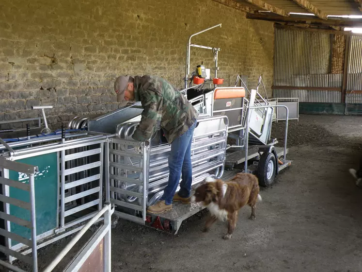 Christophe commande à la voix à l’un de ses chiens, de ramener vers lui une troupe de brebis et leurs agneaux avant une pesée avec le Combi Clamp. © J.-F. Rivière