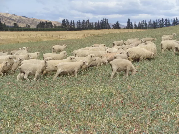 Les agneaux peuvent avoir une croissance de 300 à 400 g de GMQ après le sevrage en pâturant les colzas. © C. Valadier