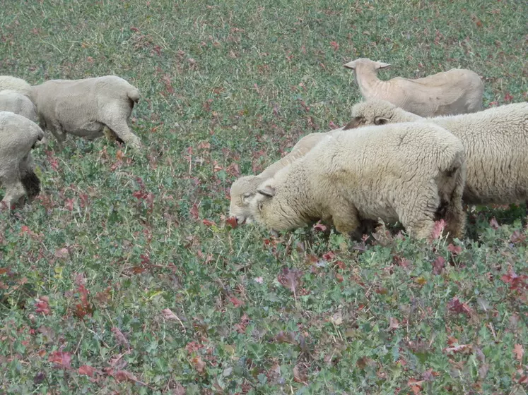Les agneaux peuvent avoir une croissance de 300 à 400 g de GMQ après le sevrage en pâturant les colzas. © C. Valadier