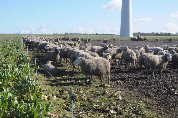 Dans les pâtures, le chargement instantané est élevé avec 600 à 1 000 brebis par hectare, © A. Villette