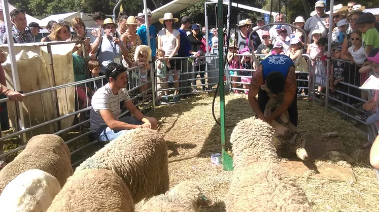 La tonte des brebis a attiré un public d'éleveurs et de curieux. © M. Villard