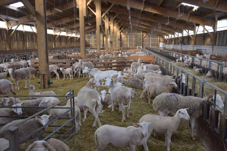 L’agneau de Pauillac est élevé en bergerie et essentiellement nourri au lait maternel. © D. Hardy