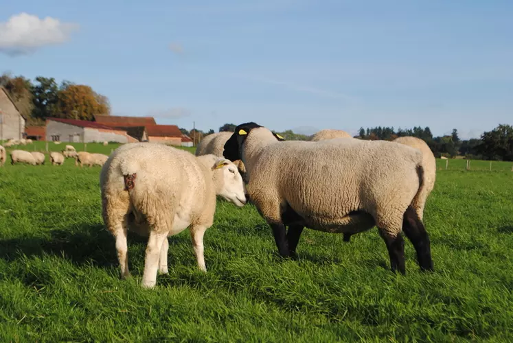 La moitié des gènes des agneaux viennent des béliers. © Ciirpo