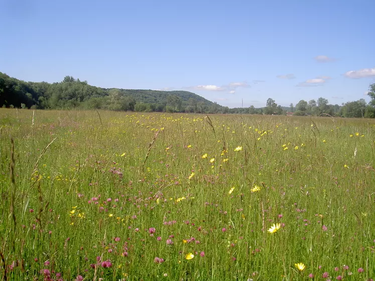 OPTION Les plantes présentes dans la prairie peuvent être l'indice de mauvaises conduites. © DR