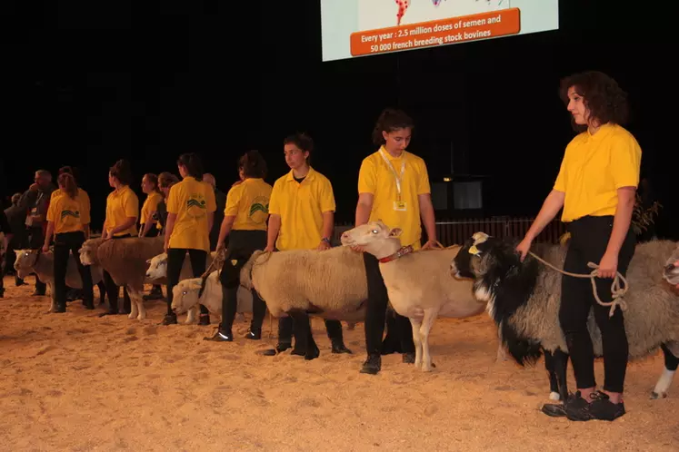 Les races ovines françaises ont ouvert la présentation internationale le mercredi 4. © B. Morel