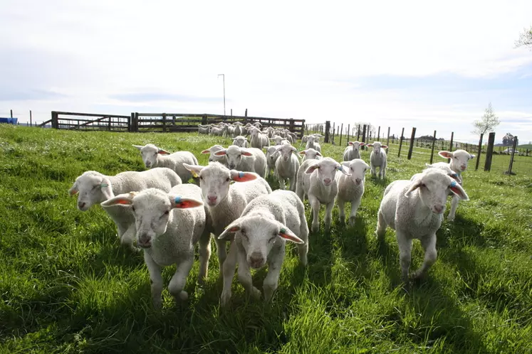 Les agneaux croisés Lacaune sont au pâturage à partir de l'âge d'un mois.  © M. Benoit