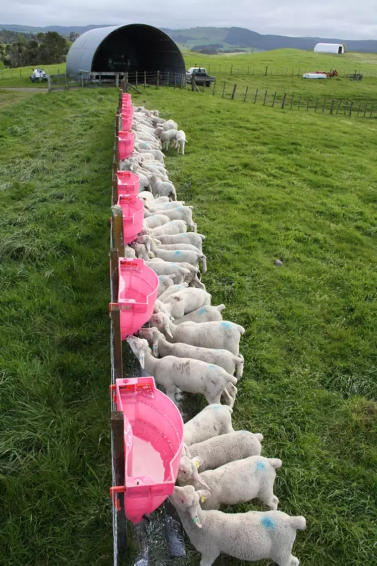 Les agneaux sont allaités au pâturage. © M. Benoit