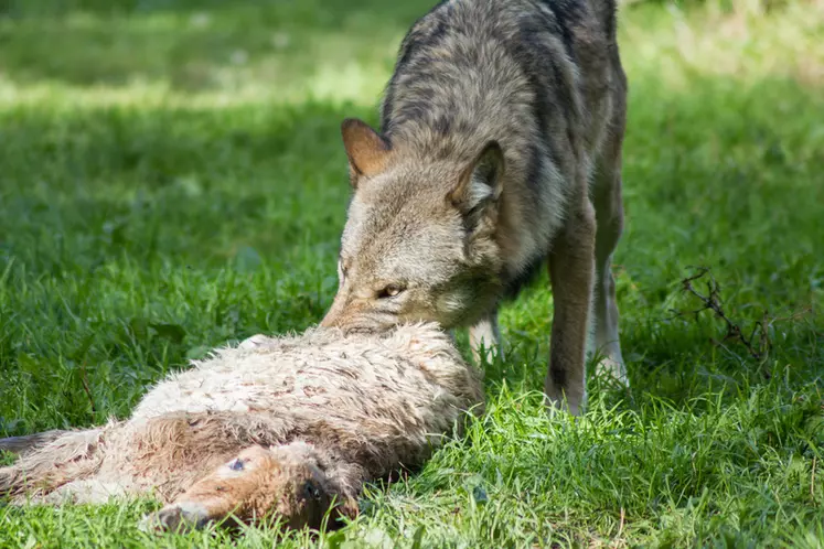 Bien que peu fréquentes dans le parc national des Cévennes, les attaques de loup causent toujours un choc à l'éleveur. © N. Wollentin - Fotolia