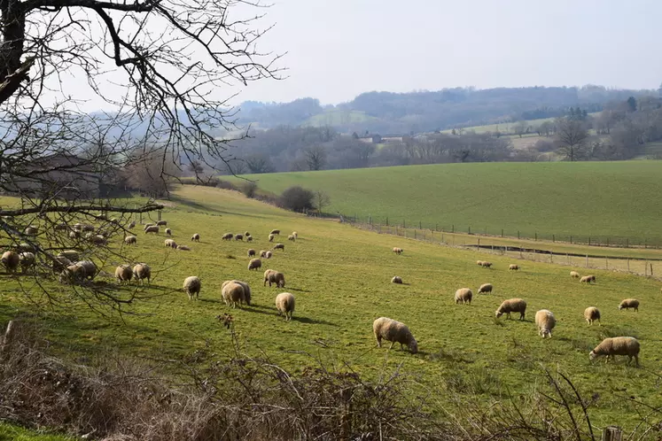 Moutons dans pâture © D. Hardy