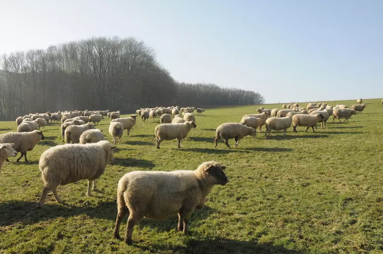 Moutons dans pâture © A. Villette