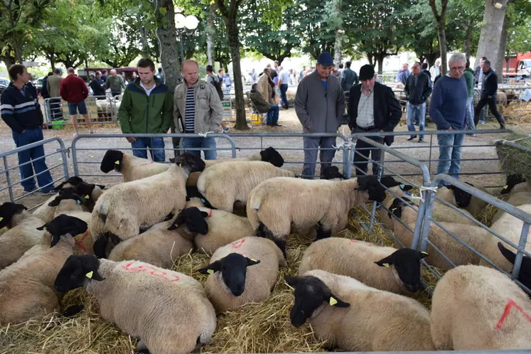 Plus de 40 000 emplois sont imputables à l'élevage ovin. Ces emplois non délocalisables participent au maintien du tissu rural dans toute la France. © D. Hardy