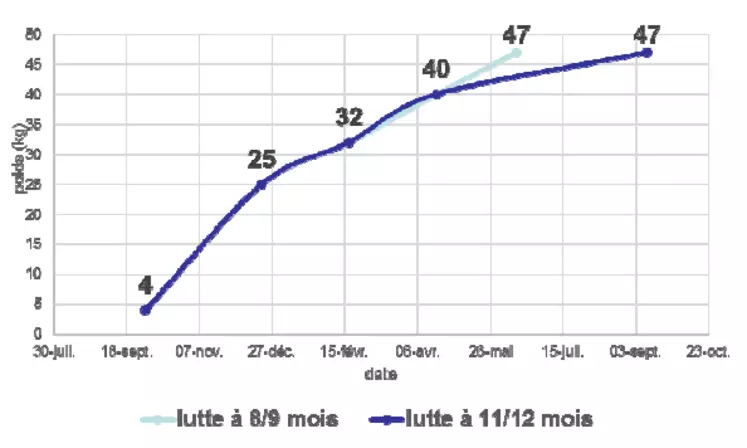 Graphe Itinéraires d’une agnelle née en fin d’été et en automne avec des luttes de 8 à 12 moisLes agnelles doivent peser les deux tiers du poids adulte au moment de la mise à la reproduction. © Source : Institut de l&#039;Élevage 2014