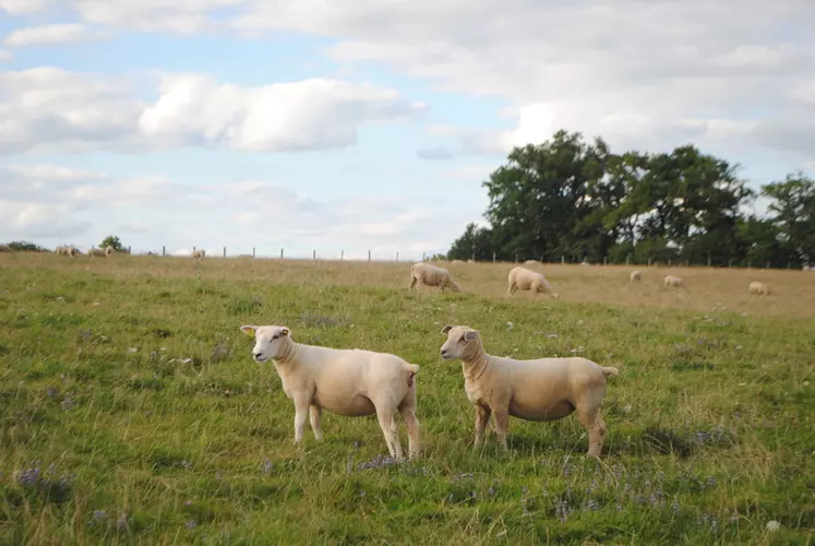 Si l’herbe est à privilégier, il faut être vigilant sur le parasitisme en privilégiant les parcelles saines : semis, repousses derrière fauche… © Ciirpo