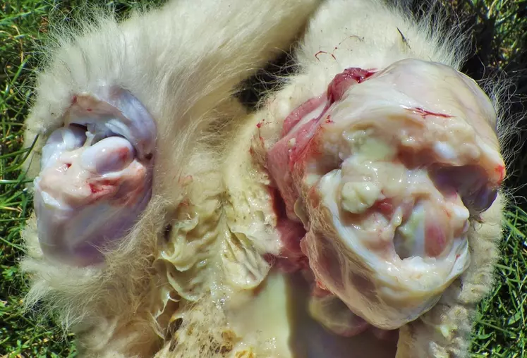 L'arthrite demande un soin une série d'injections d'antibiotiques. © H. Germain