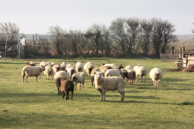 La brebis avranchine, autrefois utilisée pour la qualité de sa laine et ses aptitudes herbagères, a dû réapprendre à survivre sur le littoral normand. © B. Morel