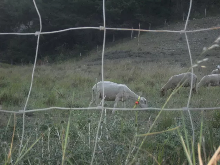 Le grillage à moutons bien posé ne nécessite que peu d'entretien et peut durer au-delà de 30 ans. © Witrace