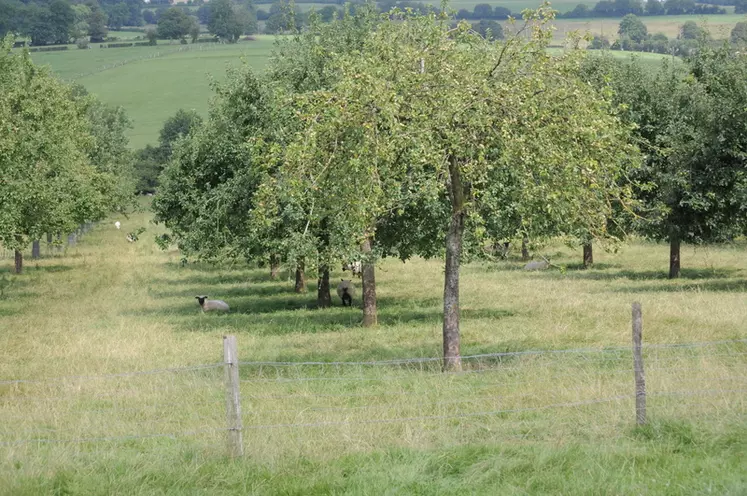 Le grillage à moutons est très répandu pour sa longue durée de vie et son caractère infranchissable. © L. Geffroy