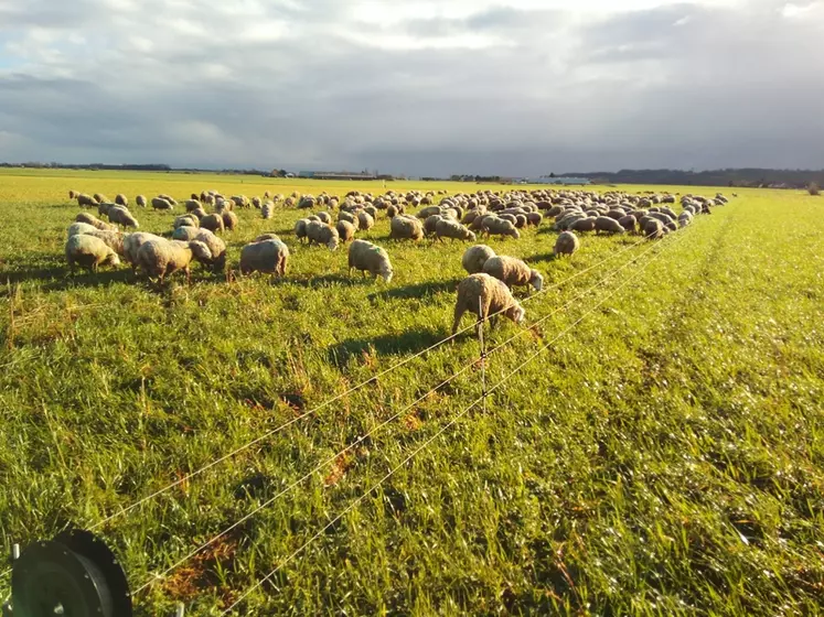 La clôture mobile peut être déplacée quotidiennement et permet une optimisation des zones de pâture. © A. Cuypers