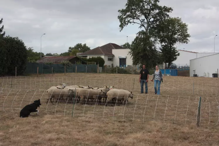 Le filet, maniable et réutilisable, accorde de la souplesse en permettant au berger de dessiner le parc qu'il souhaite.  © B. Morel