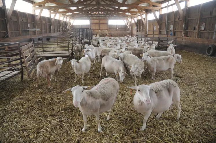 Le plan de la filière ovine souhaite doubler la production de viande ovine bio, label rouge et IGP. © A. Villette