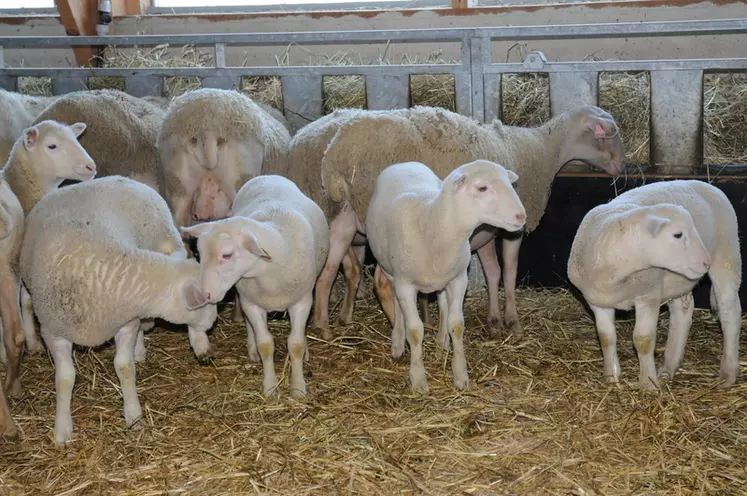 Le plan de la filière ovine souhaite doubler la production de viande ovine bio, label rouge et IGP. © L. Geffroy